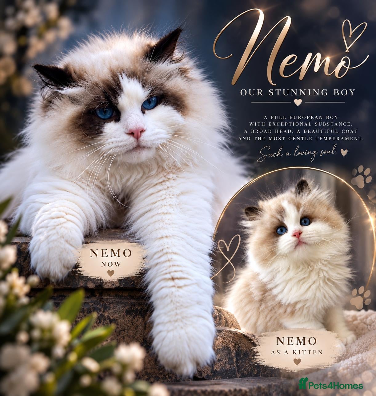 Ragdoll cats TICARegistered Ragdoll Kittens - Waiting List Open - Advert 1