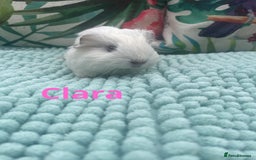 Guinea Pig rodents for sale: Beautiful baby guinea pigs  - Image 8