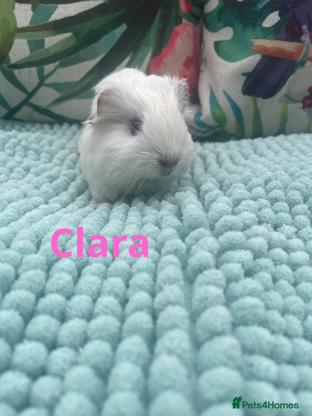 Guinea Pig rodents for sale: Beautiful baby guinea pigs  - Image 8