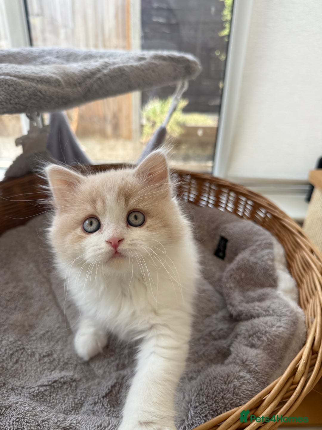 British Longhair cats for sale: Ready now . British longhair boy  - Image 9