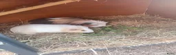 Guinea Pig rodents for sale: Two male guinea pigs for sale in Manchester - Advert 3