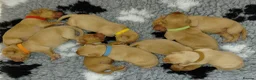 Labrador Retriever dogs for sale: Kc Registered Fox Red Labradors - Champion Lines - Advert 4