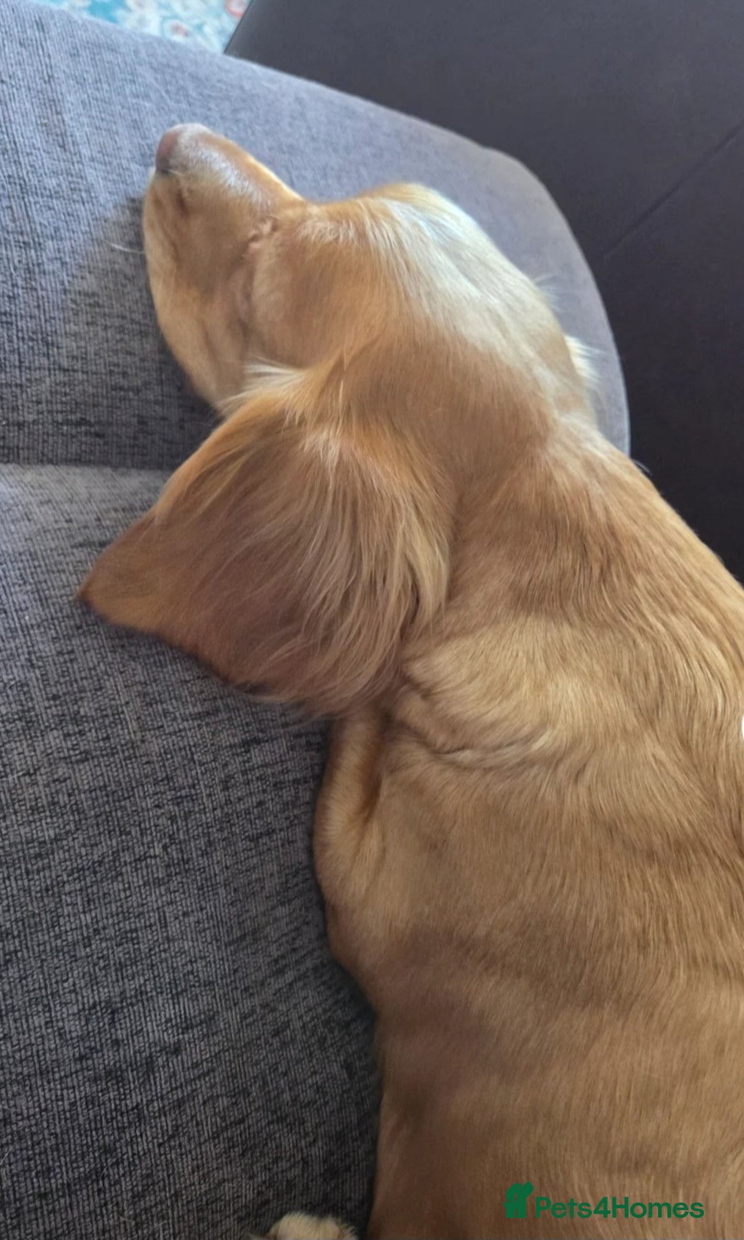 Cocker Spaniel dogs for sale: Cocker Spaniel Puppies - Advert 3