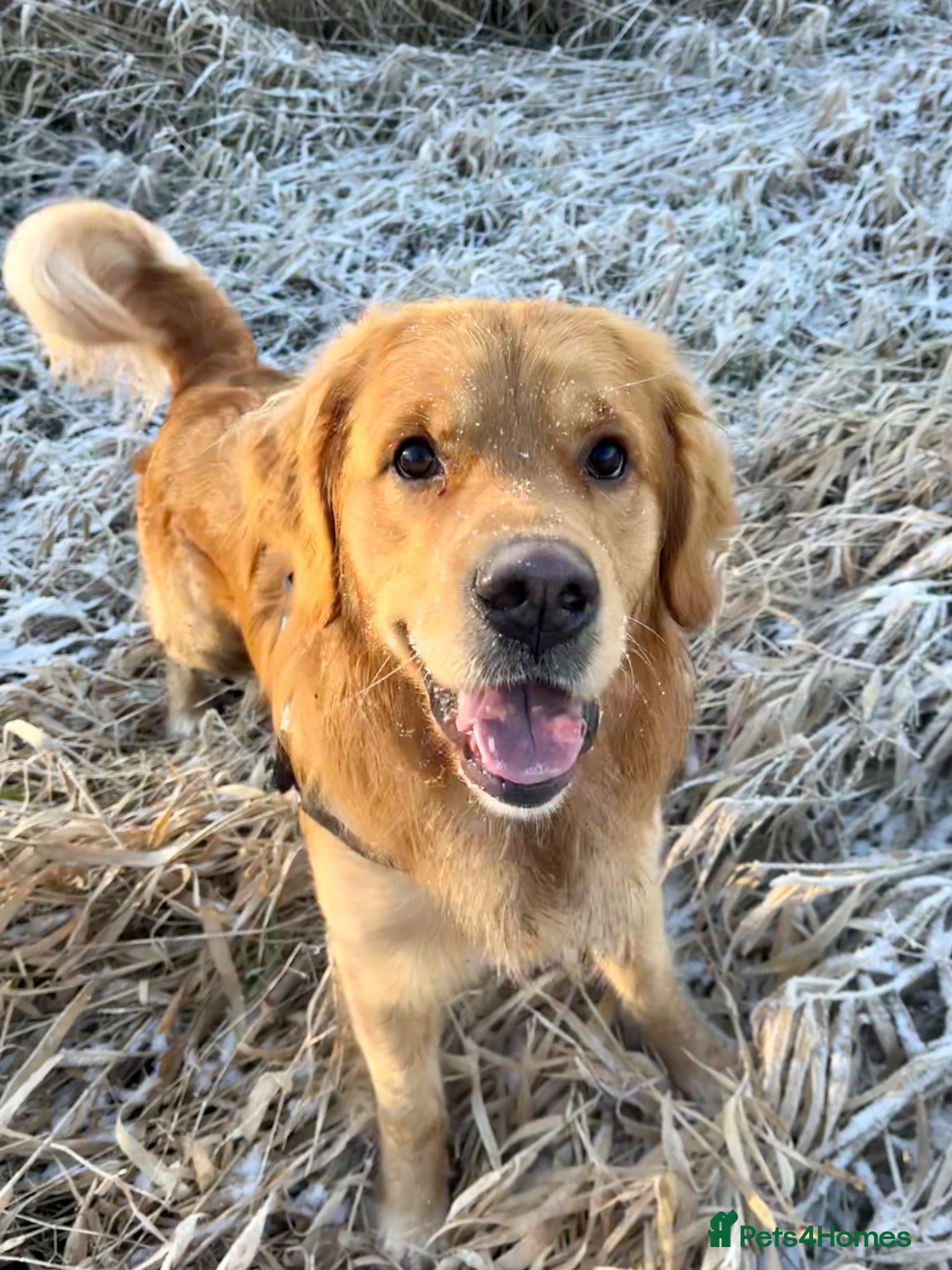 Golden Retriever dogs STUD - Beautiful Pure Golden Retriever - Advert 2