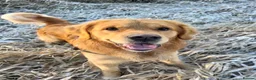 Golden Retriever dogs for stud: STUD - Beautiful Pure Golden Retriever - Advert 2