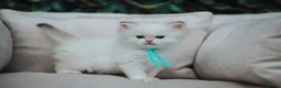 British Longhair cats for sale: Vet bred teddybear lap cats gccf - Advert 9