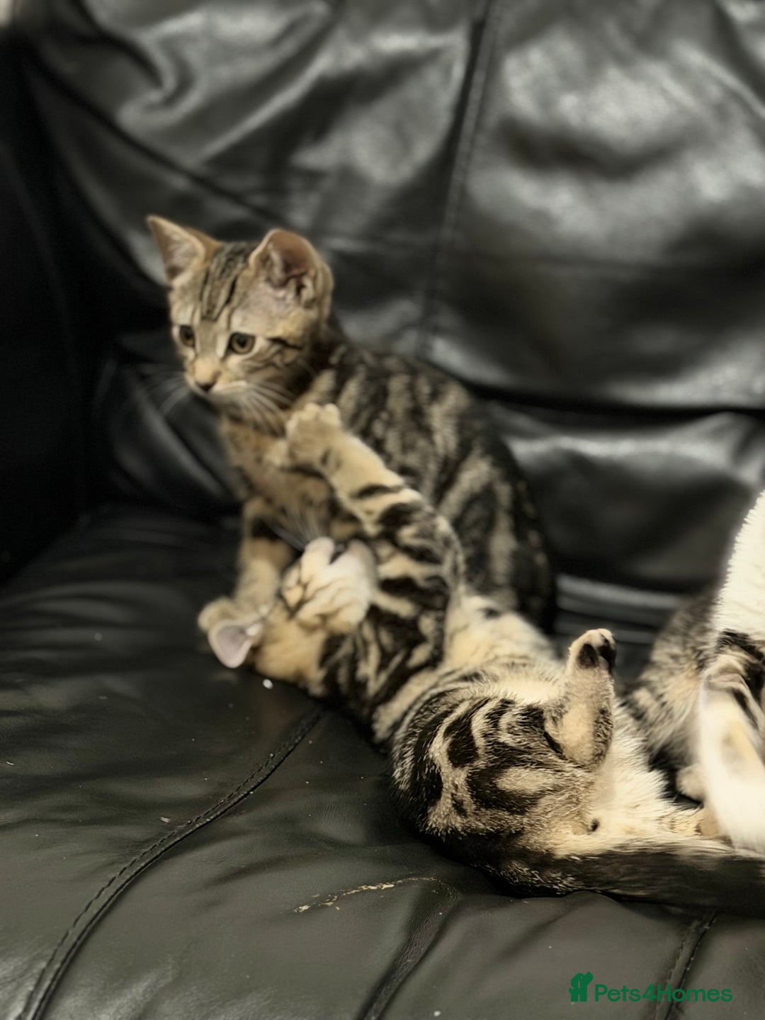 Domestic Shorthair cats for sale: Kittens for sale - Advert 6