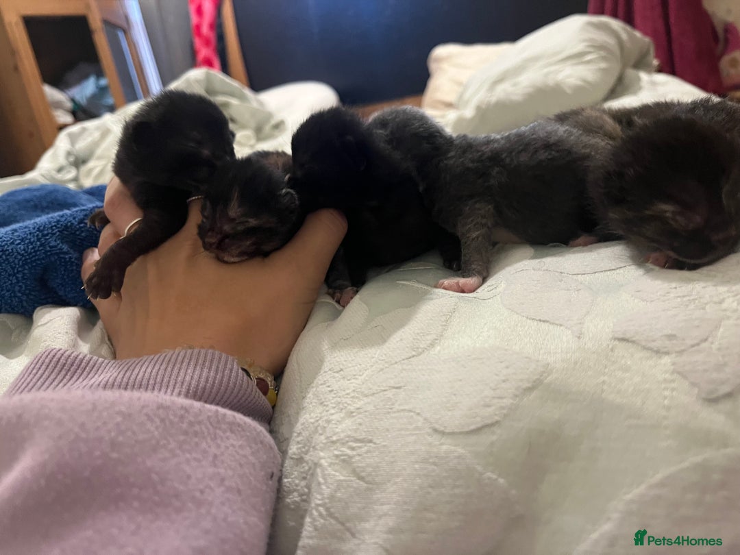 Domestic Shorthair cats for sale: 5 little kittens available  - Image 1