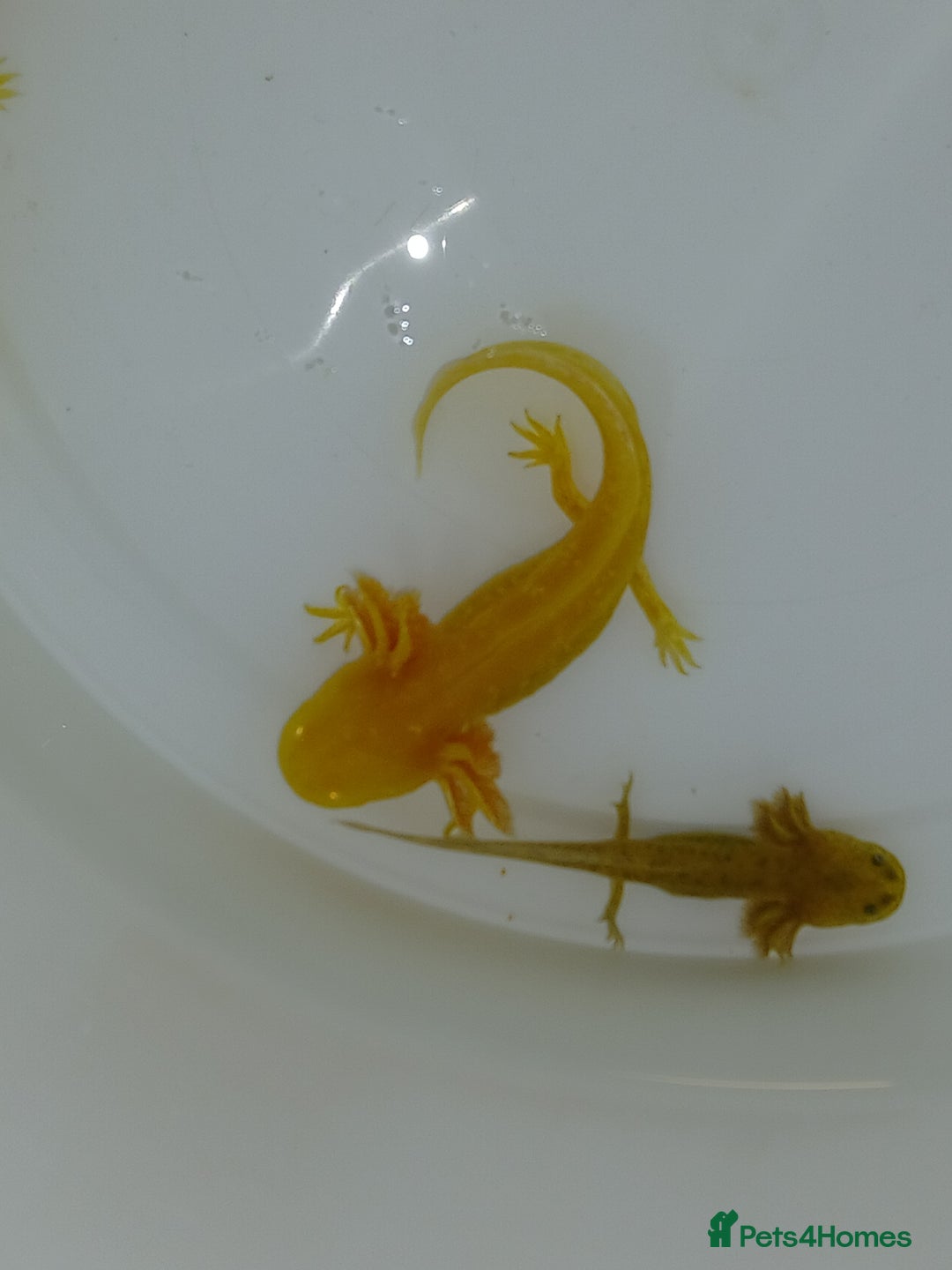 Other/Mixed Breed fish for sale: Axolotls babies gold and copper  - Advert 3