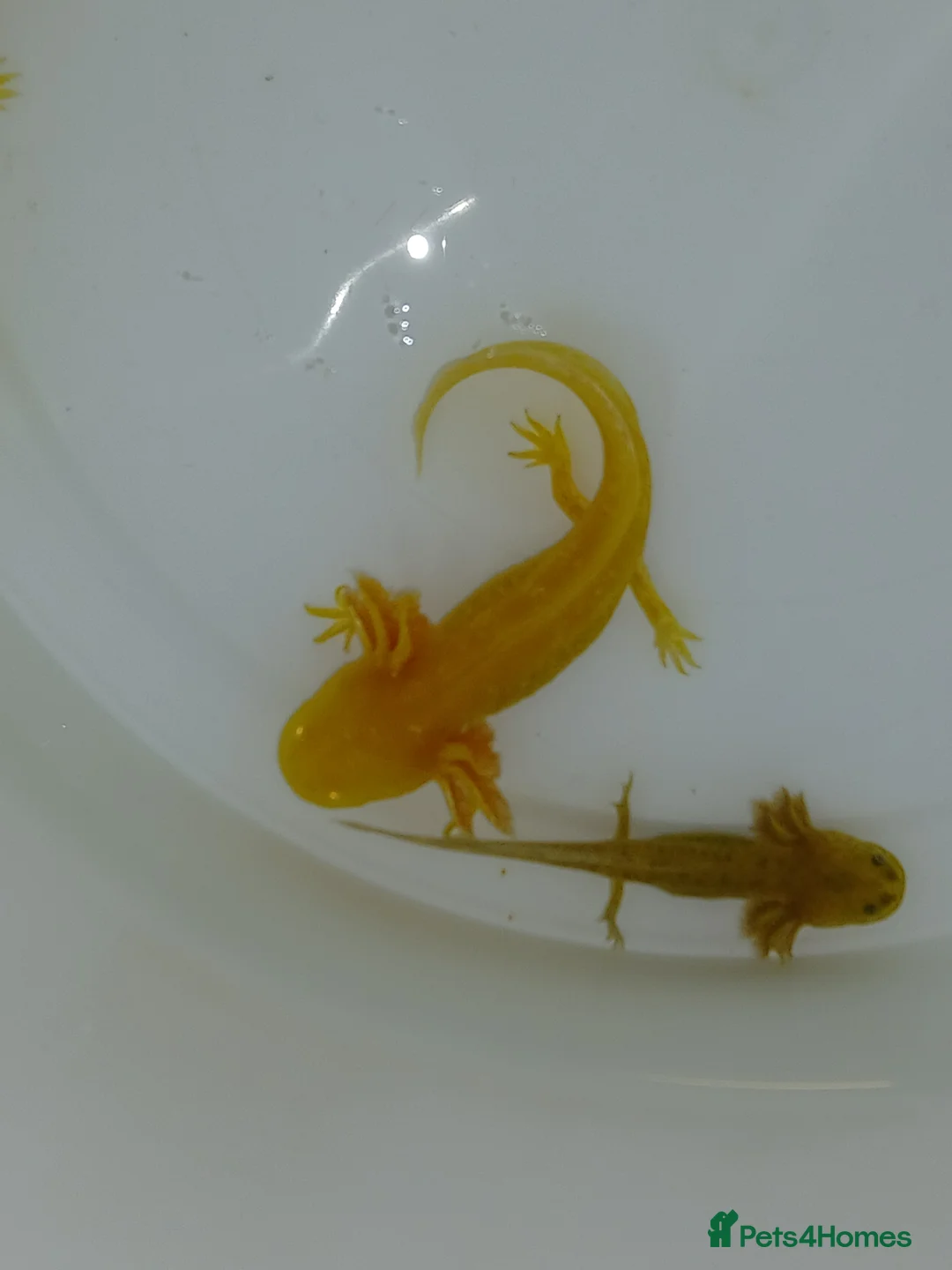 Other/Mixed Breed fish for sale: Axolotls babies gold and copper  - Advert 4