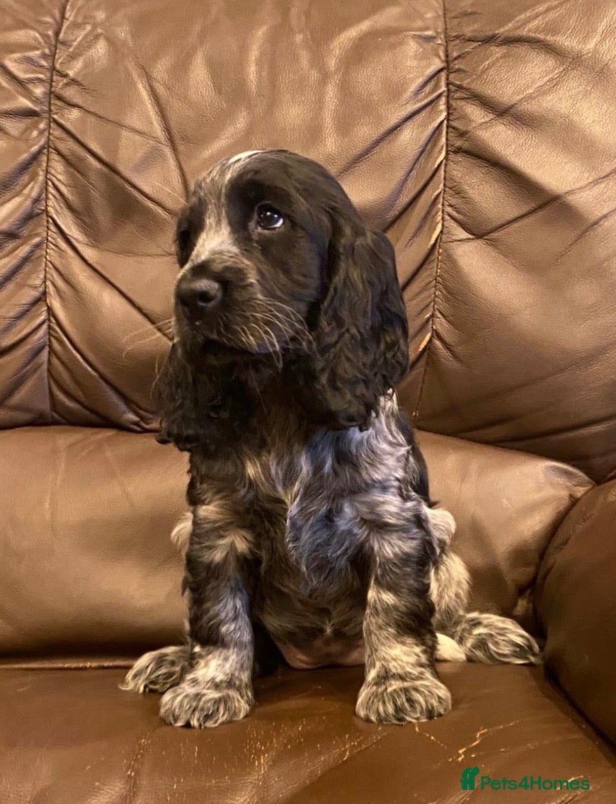 Cocker Spaniel dogs KC Registered Cocker Spaniel Pups For Sale - Advert 10