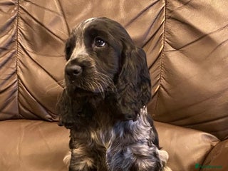 Cocker Spaniel dogs KC Registered Cocker Spaniel Pups For Sale - Advert 9
