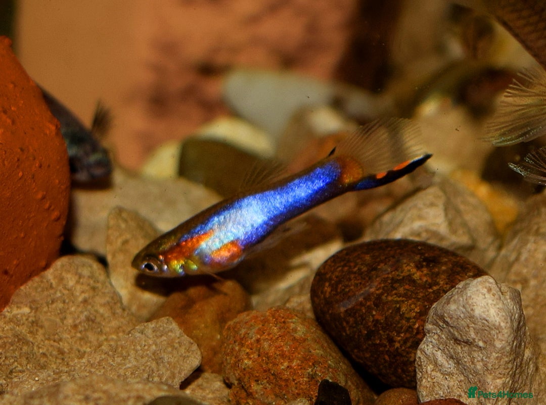 Live Bearers fish for sale: Tropical Fish and Eggs for Sale in Glasgow - Image 6