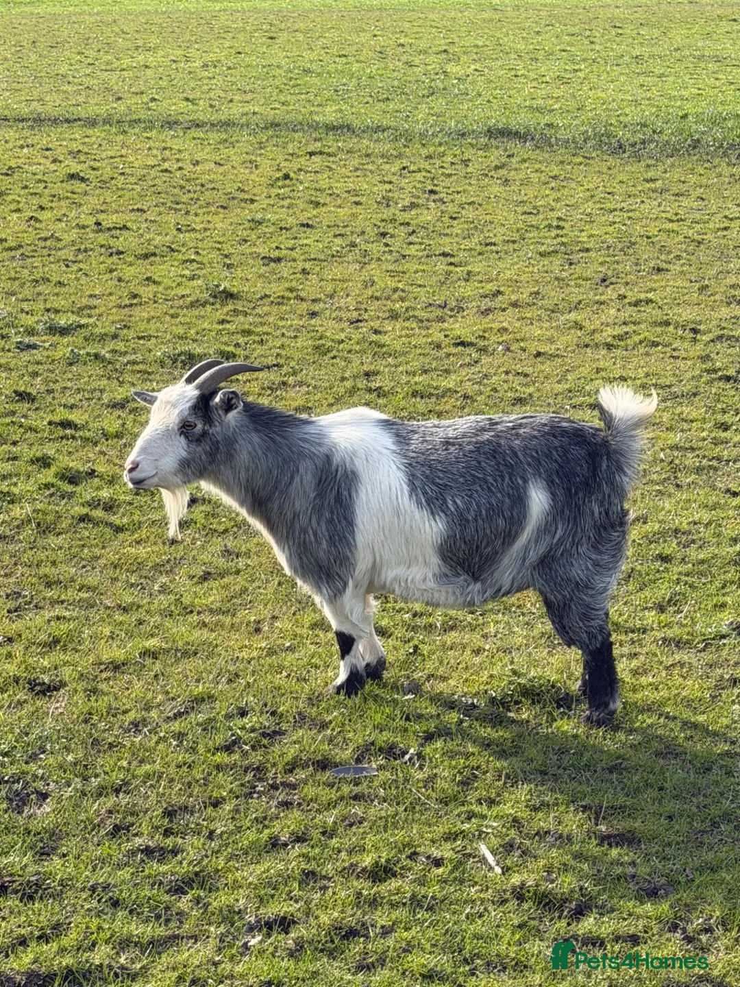 Goats livestock for sale: 4 nanny pigmy goats  in Stockport - Advert 6