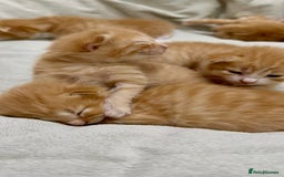 British Shorthair cats for sale: STUNNING 🤩 British Shorthair Queen 👑 litter  - Image 16