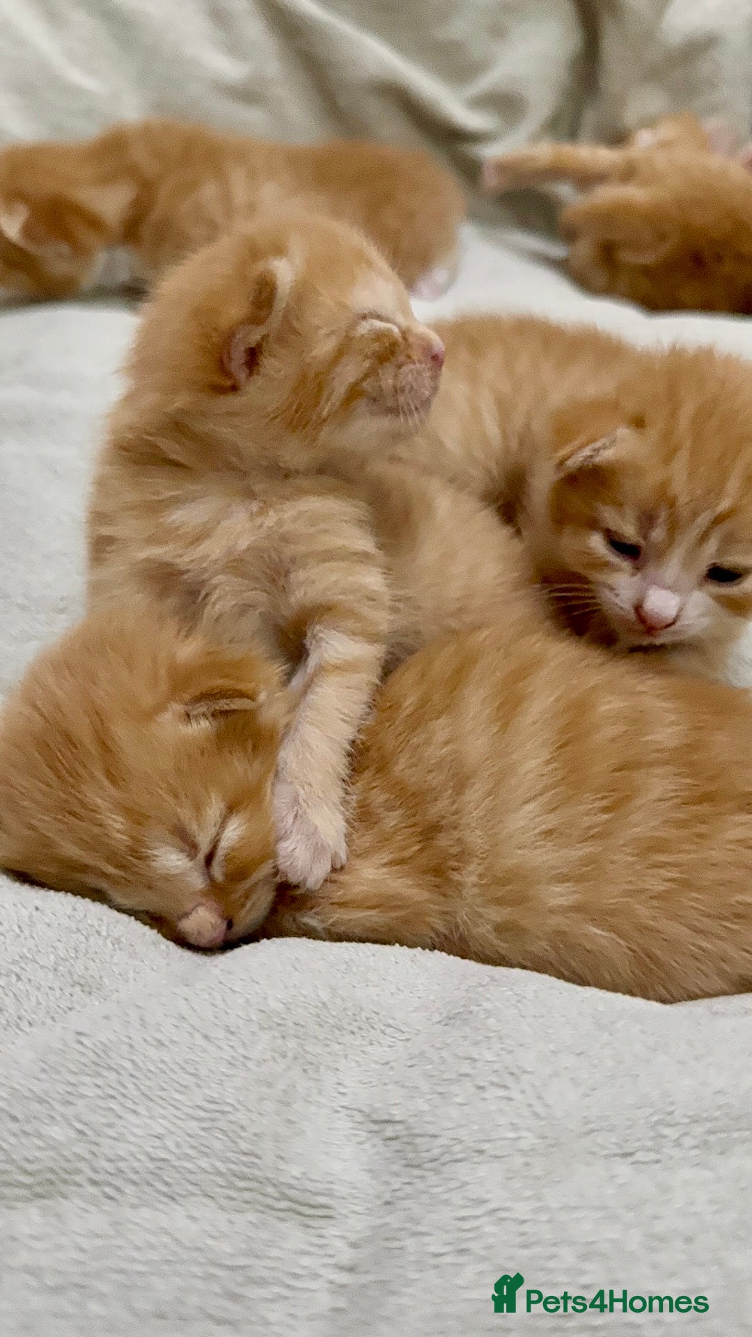British Shorthair cats for sale: STUNNING 🤩 British Shorthair Queen 👑 litter  - Image 16