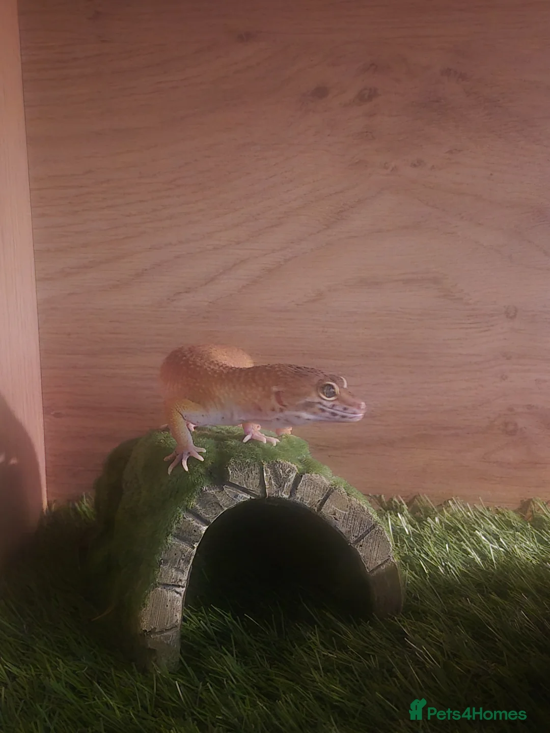 Leopard Gecko reptiles for sale: Leopard gecko and everything - Advert 3
