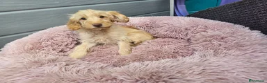 Cockapoo 3