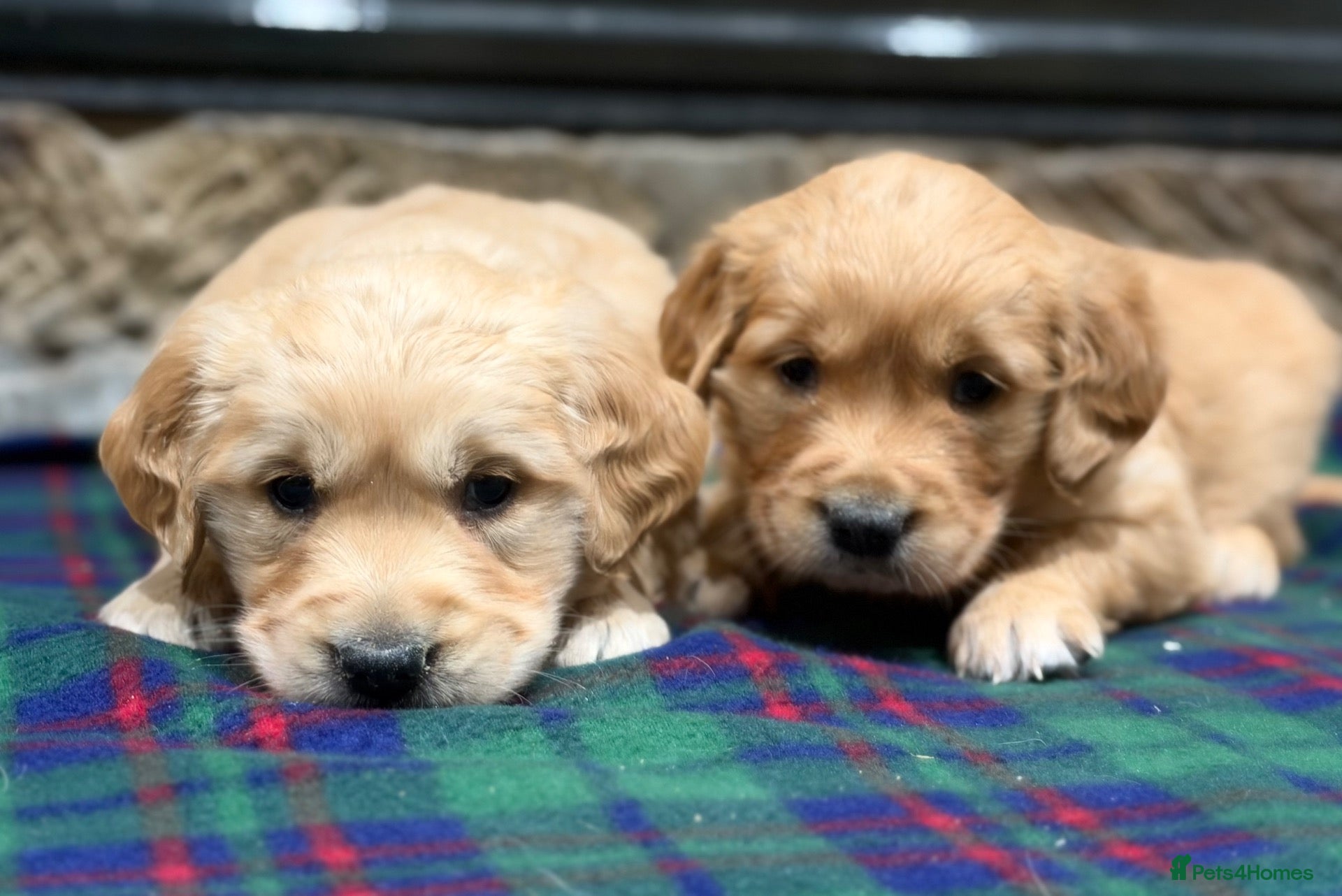 Golden Retriever dogs for sale: Gorgeous Golden Retrievers - Advert 2