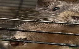 Degus rodents for sale: Two young blue degus looking for loving homes - Image 3