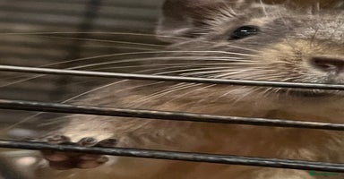 Degus rodents - Advert 1