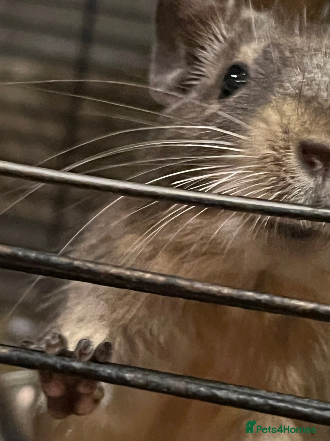 Degus rodents for sale: Two young blue degus looking for loving homes - Image 3