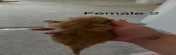 Mixed Breed cats for sale: 2 ginger female kittens - Advert 4