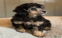 Toy Poodle dogs for stud: Toy poodle available for stud  in Rowlands Gill - Image 32