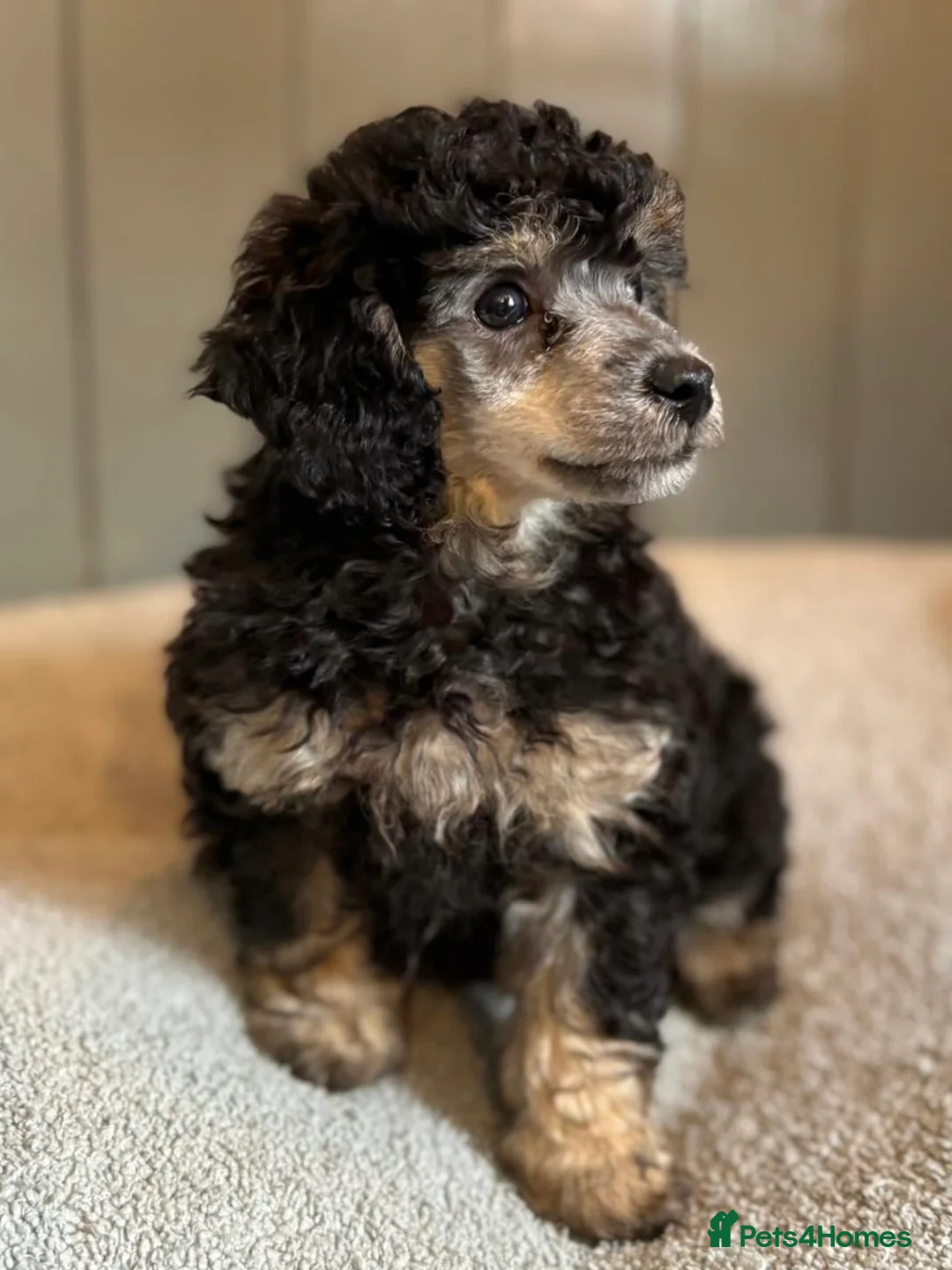 Toy Poodle dogs for stud: Toy poodle available for stud  in Rowlands Gill - Advert 23