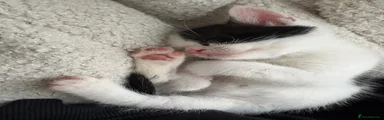 Mixed Breed Kitten 5