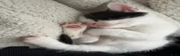 Mixed Breed cats for sale: 🐾 Beautiful and playful Tuxedo & mixed Kittens  - Advert 18
