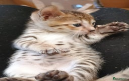 Savannah cats for sale: Gorgeous girl F4 Savannah  - Image 9