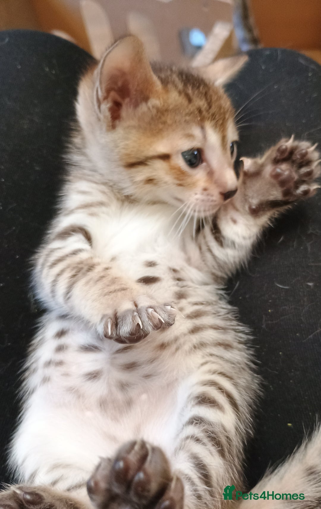 Savannah cats for sale: Gorgeous girl F4 Savannah  - Image 9