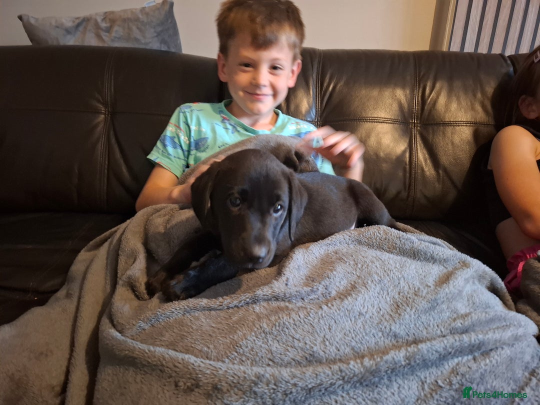Labrador Retriever dogs for sale: Beautiful Labrador Puppies **READY NOW** - Image 22