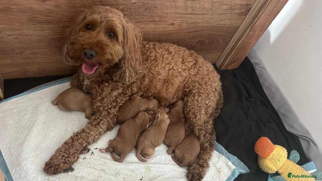 Cockapoo dogs for sale: Cockapoo  - Image 7