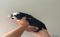 Toy Poodle dogs for sale: Rare coloured 🧸 Toy Poodle - Image 4