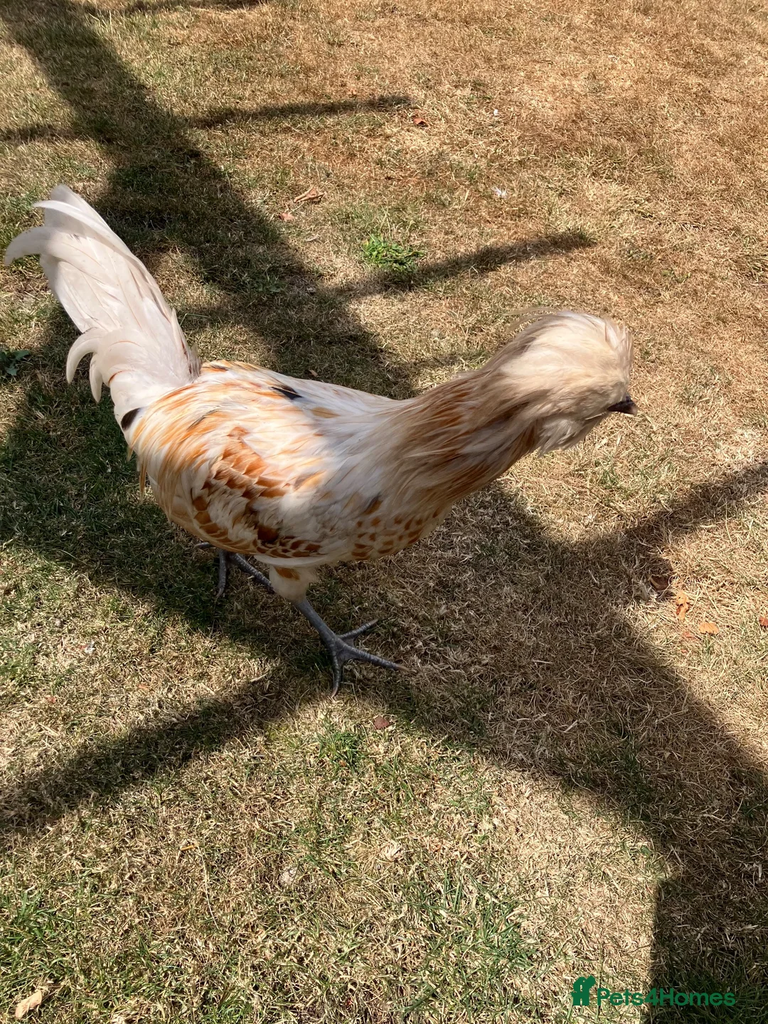 Chickens poultry for sale: Polish Cockerel - Advert 13