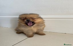 Pomeranian dogs for sale: Miniature Pomeranian  - Image 8
