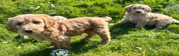 Goldendoodle dogs for sale: Stunning Goldendoodle Puppies - Advert 8