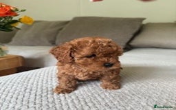 Cavapoo dogs for sale: Beautiful Litter Of F2b Cavapoos - Image 9
