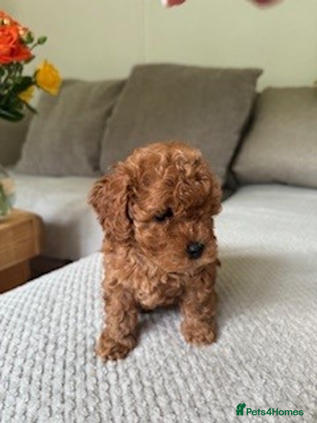 Cavapoo dogs for sale: Beautiful Litter Of F2b Cavapoos - Image 9