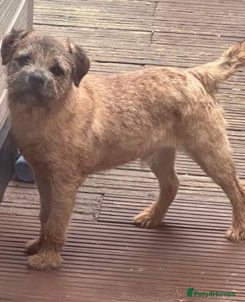 Border Terrier dogs Border Terrier at stud SLEM tested clear in Sandwich - Advert 3