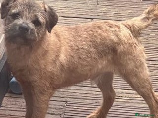 Border Terrier dogs in Sandwich - Advert 2
