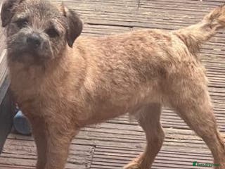 Border Terrier dogs Border Terrier at stud SLEM tested clear in Sandwich - Advert 14