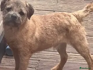 Border Terrier dogs Border Terrier at stud SLEM tested clear in Sandwich - Advert 6