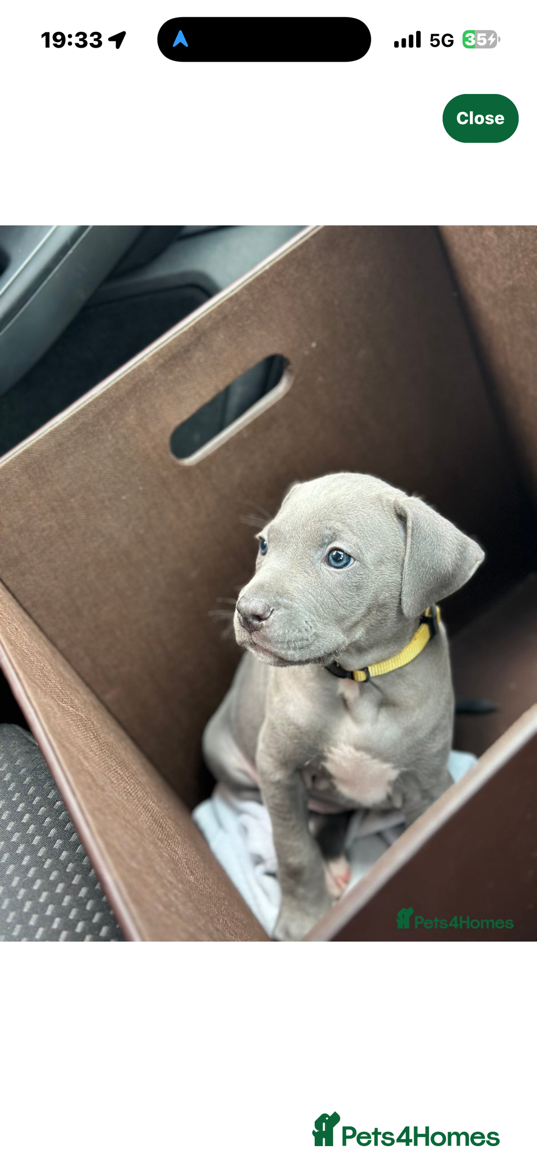 Cane Corso dogs for stud: ⭐️LOKI⭐️ - Image 8