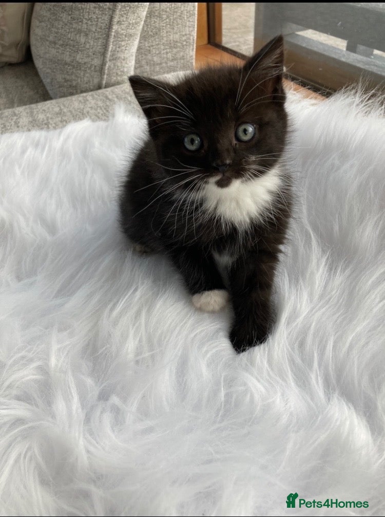 Mixed Breed cats British long hair mix Kitten - Advert 19