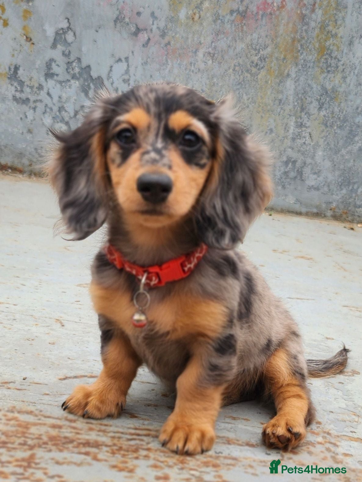 Miniature Dachshund dogs Long haired silver Dapple Mini Daschund Girl 🩷🩷 - Advert 8