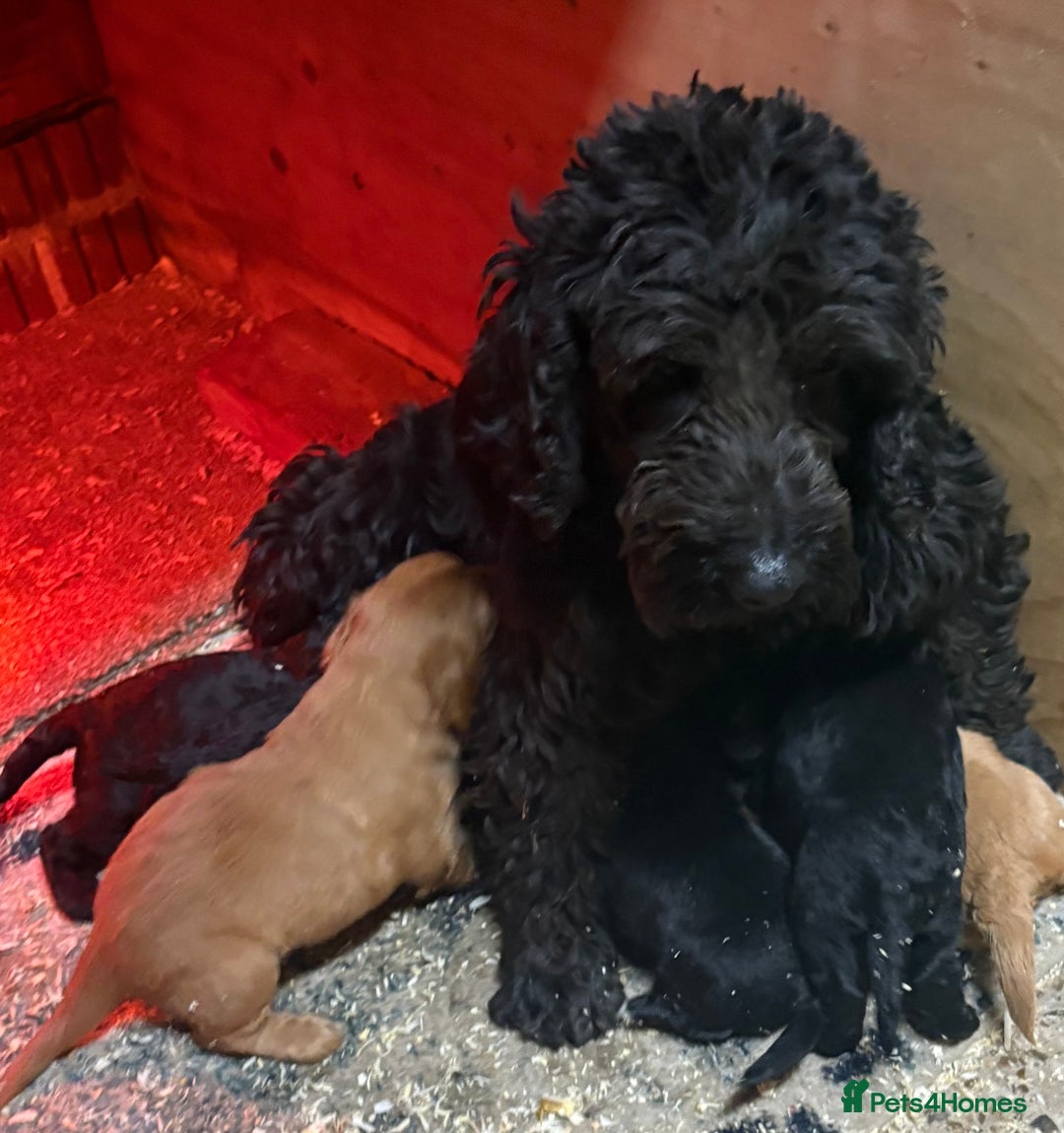 Cockapoo dogs for sale: Cockapoo puppies  - Advert 3