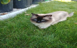 Ragdoll cats for stud: GCCF Active Register Seal Point Awesome Ragdoll in Luton - Image 8